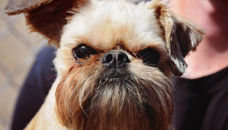 Small pooch at 780 Kennels Brussels Griffon 'Lenny'