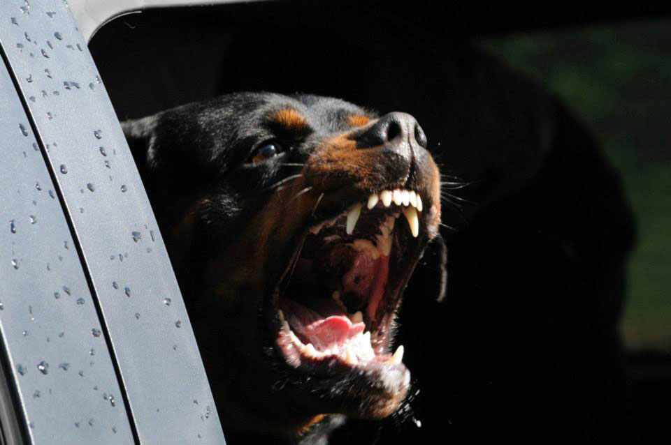 Dangerous Rottweiler dog training.