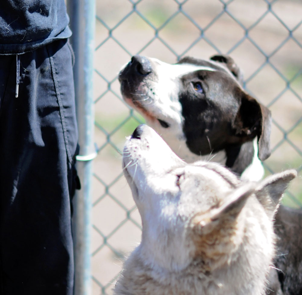 Husky & Pitty focusing on their leader.