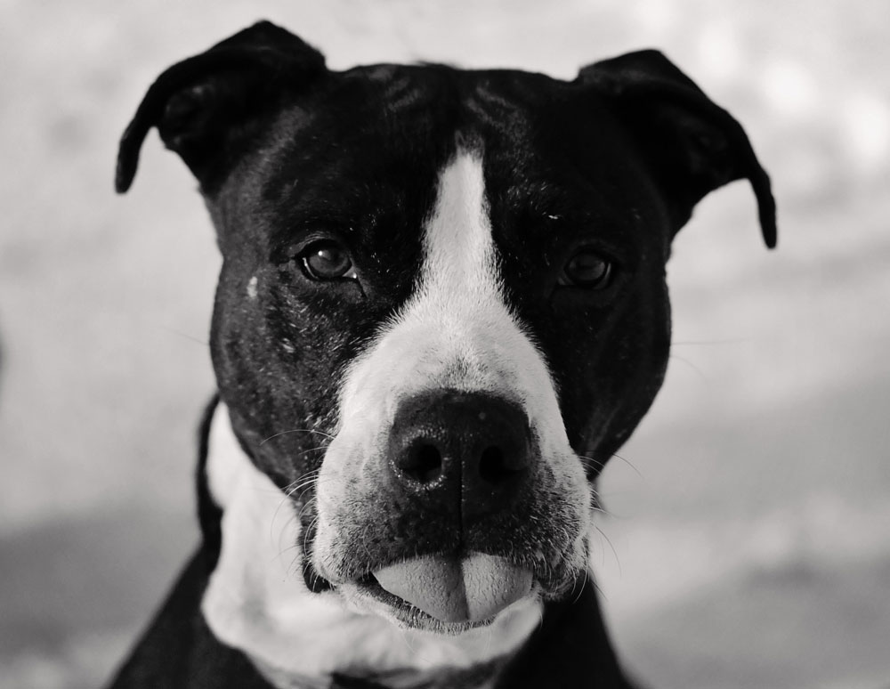Pit Bull rescue; Keera.