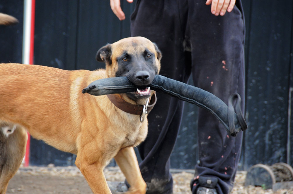 Private dog trainer with high drive Belgian Malinois and bite tug.