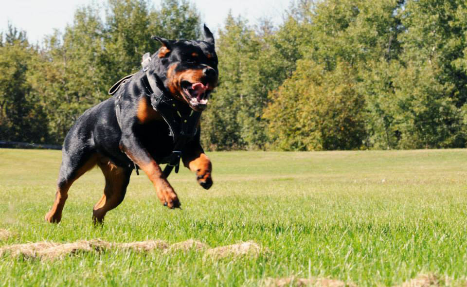 Schutznhund attack skills with a Rottweiler.