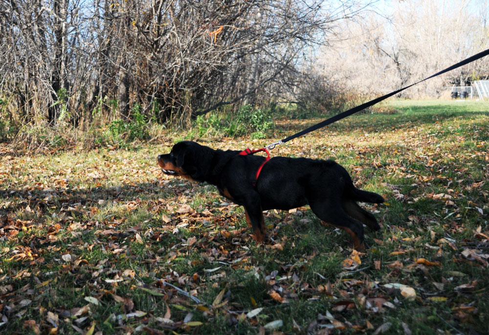 Search and rescue tracking with a Rottweiler.
