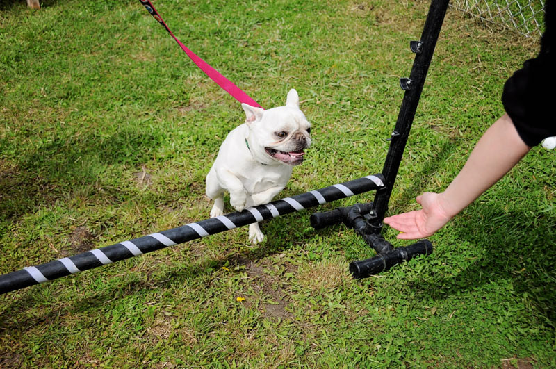 780's agility puppy classes for basic obstacle courses & new equipment with Frannie the Frenchie.