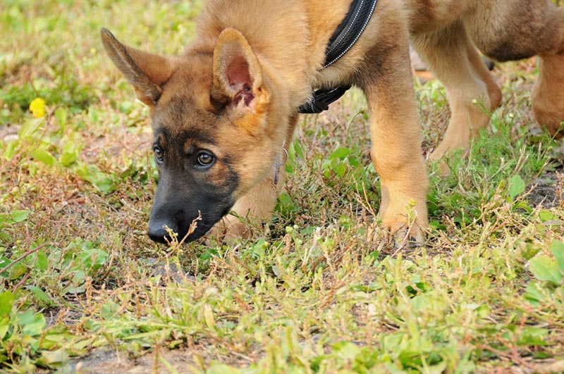 780's nose work puppy classes for basic scent detection & simple games with a German Shepherd.