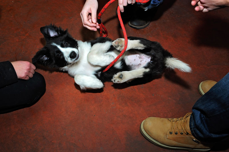 Border Collie puppy lying on her back.