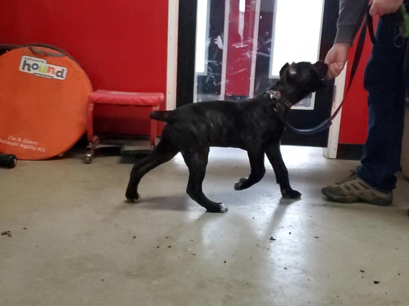 Cane Corso puppy training rally obedience with excitement & focus.