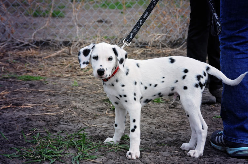 Dalmatian puppy.