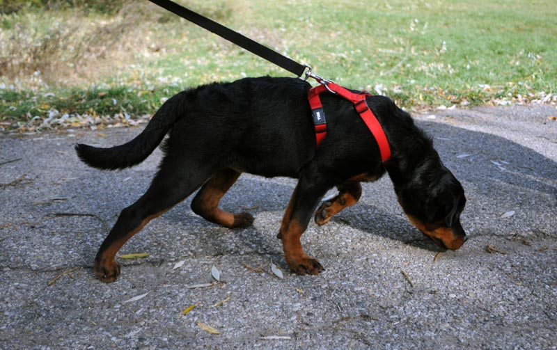 German Rottweiler puppy tracking with her nose down.