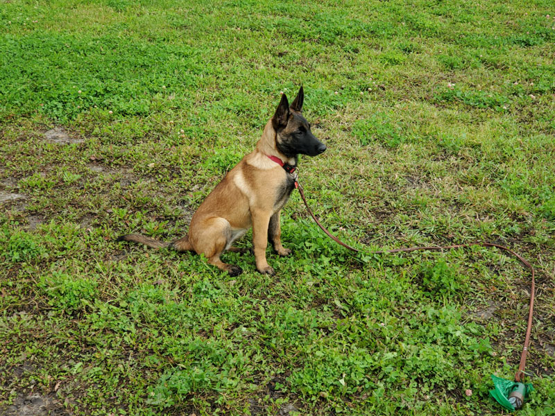Malinois puppy basic training for the sit.