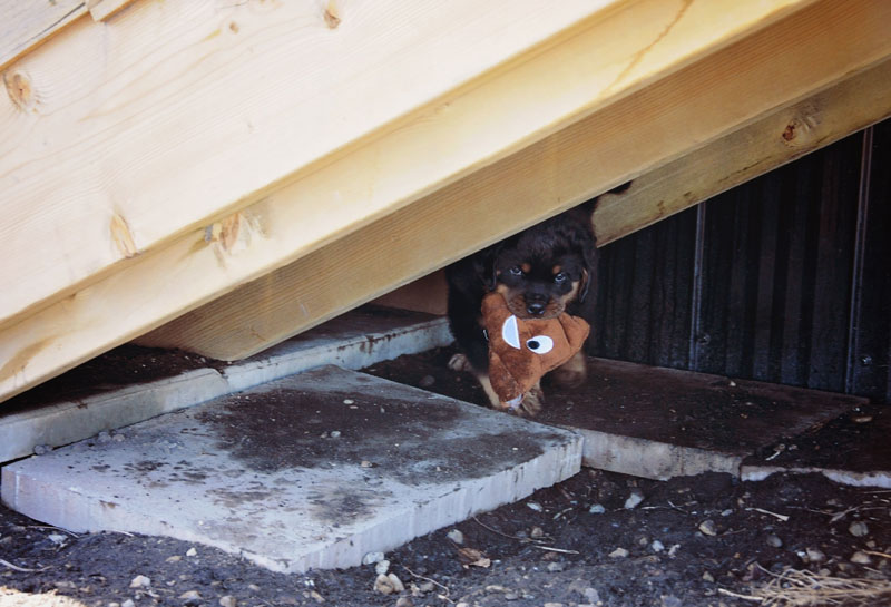 Baby Rottweiler playing hide and seek under the stairs with his favourite toy.
