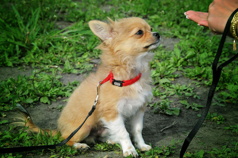 Leashed chihuahua sitting for his favourite treats.