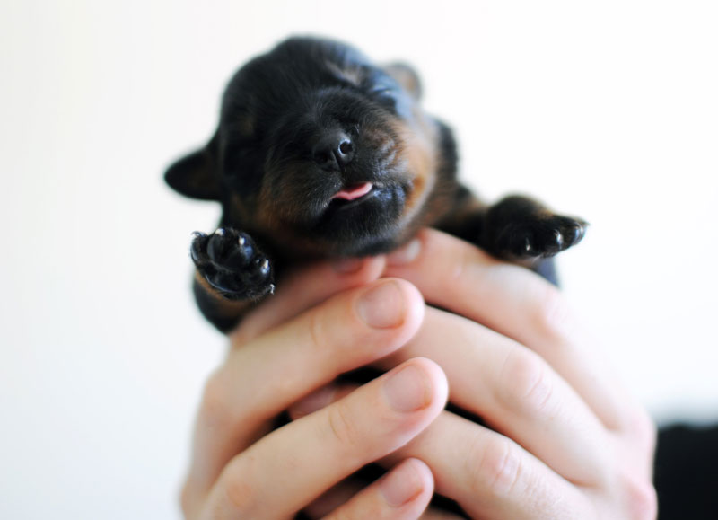 Newborn German Rottweiler puppy.