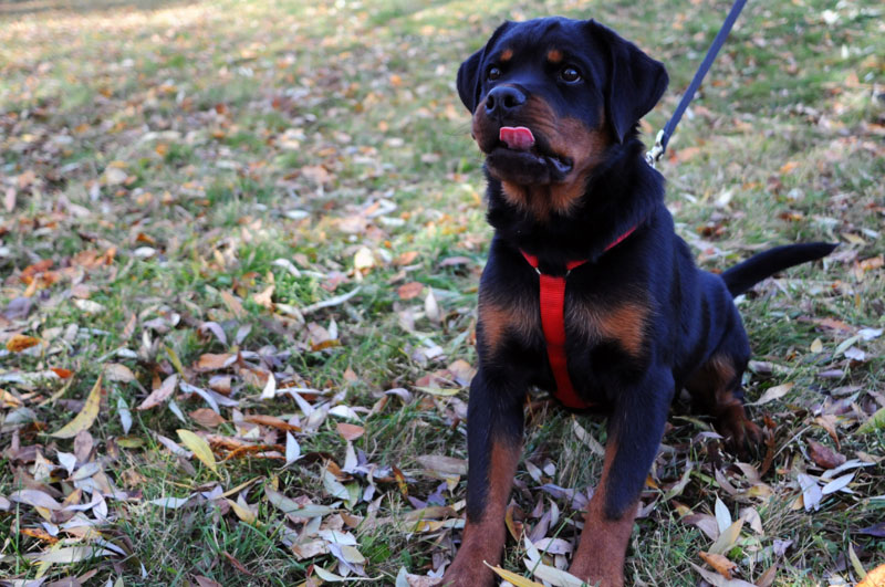 Private lessons with a Rottweiler learning the sit command wearing a red harness on leash.