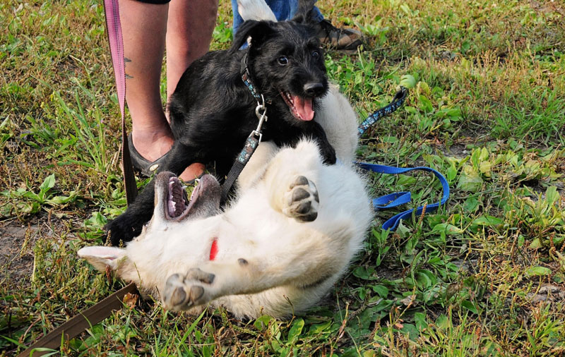Puppies playing to help with critical canine development goals.