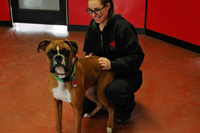 Young Boxer dog getting pet indoors at 780 Classes.