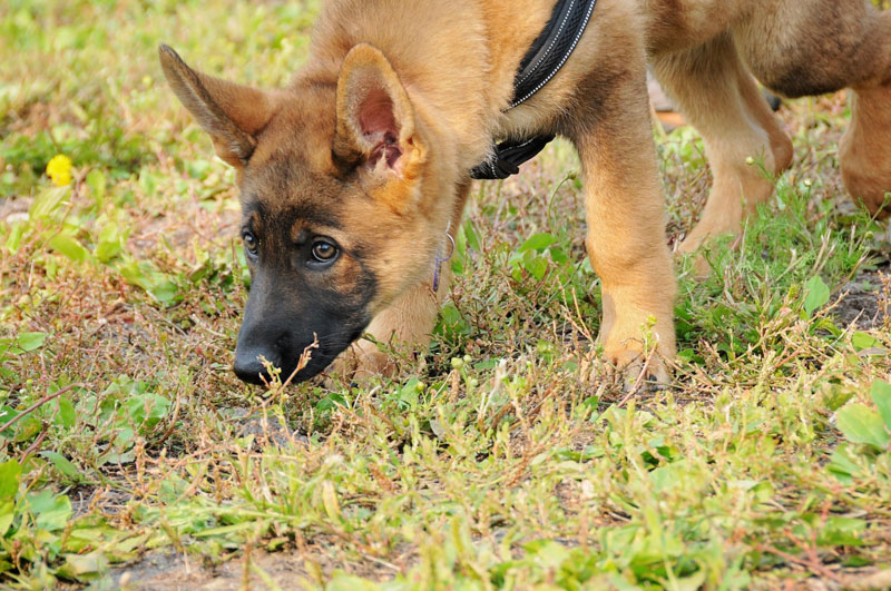 Young German Shepherd dog tracking in the grass.