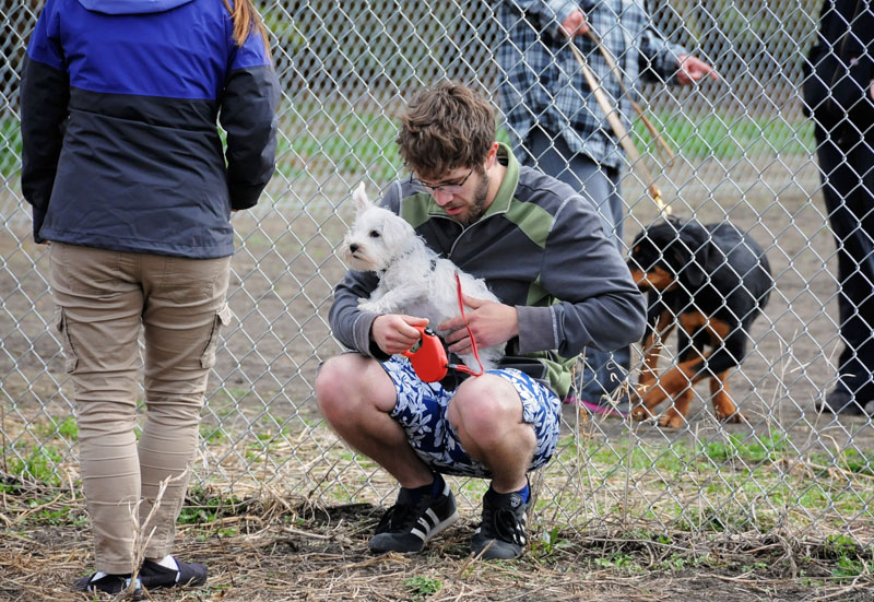 Young rescue puppy and family taking a break together.